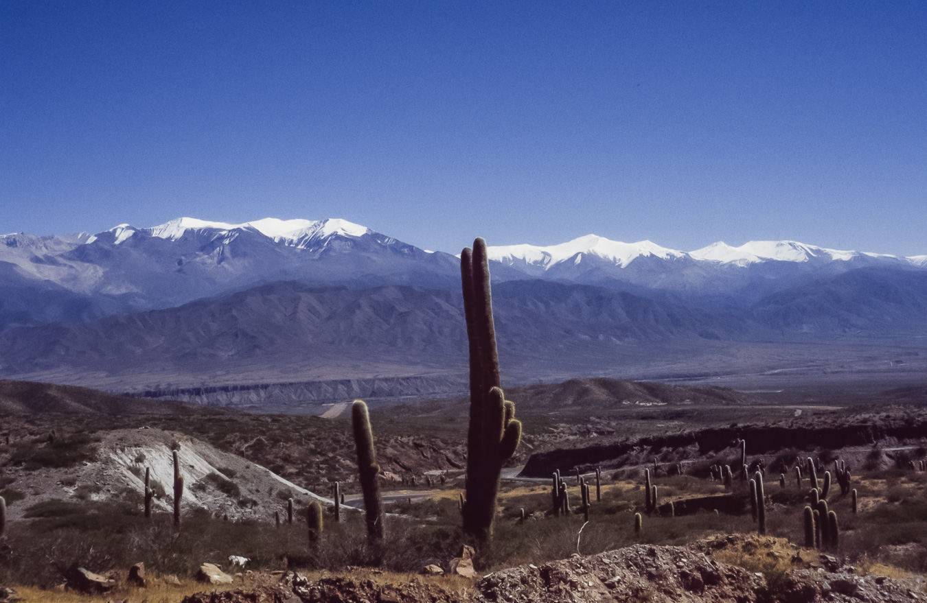 Cacti & Andean Landscape North of Salta