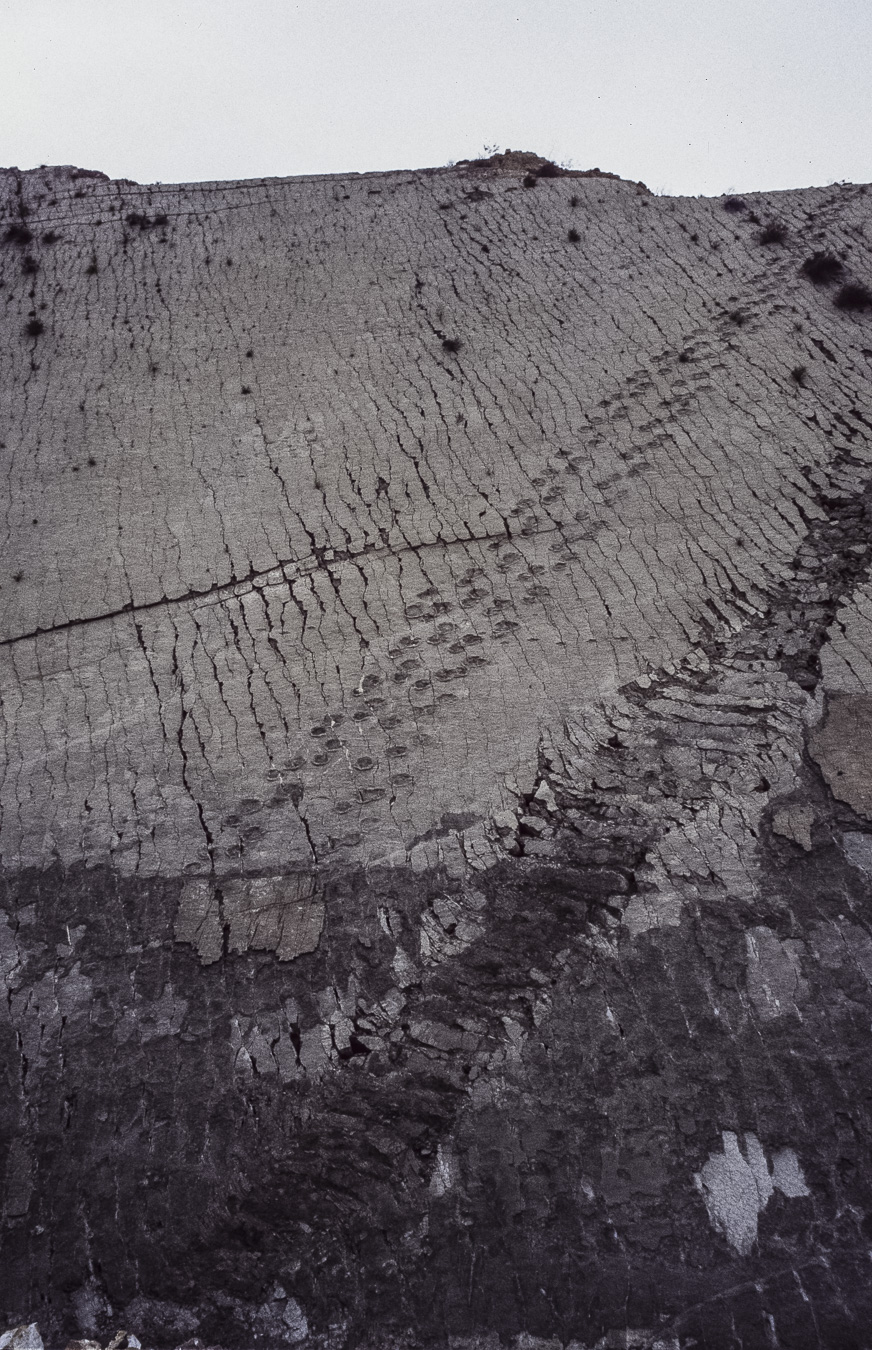 Fossilised Dinosaur Footprints - Sucre