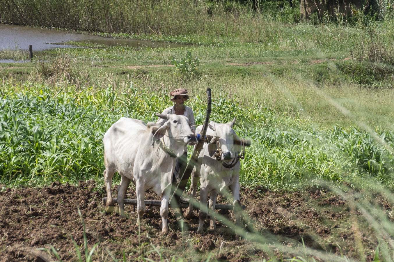 Koh Oknha Tey - Ox Ploughing