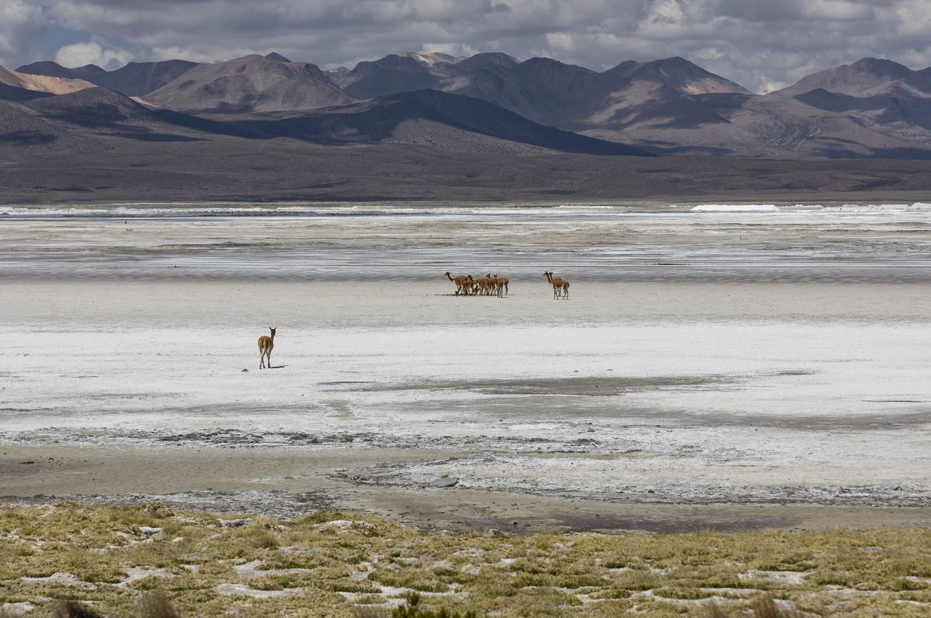 Salar de Surire - Lauca National Park