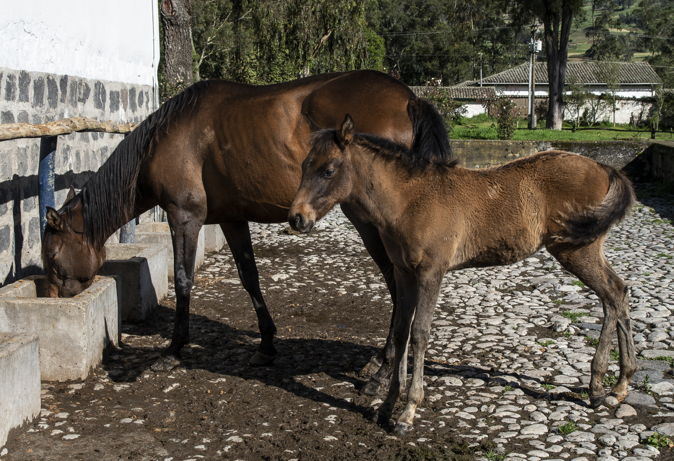 Horse and Foal at Zuleta