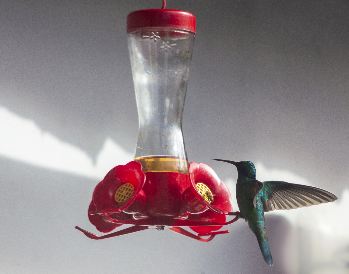 Humming Bird at Breakfast