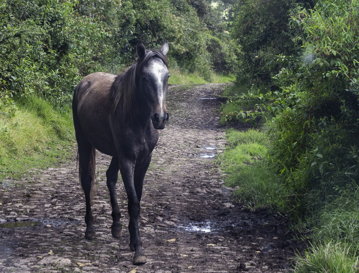 Horse at Zuleta
