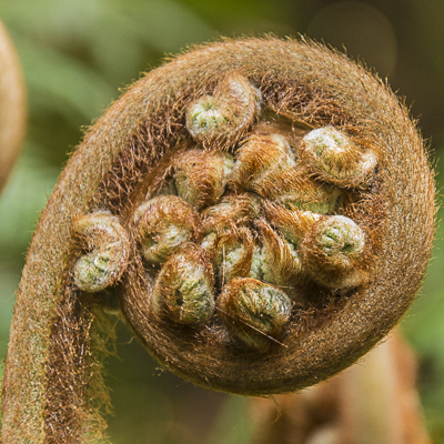 Tree Fern in Tassie