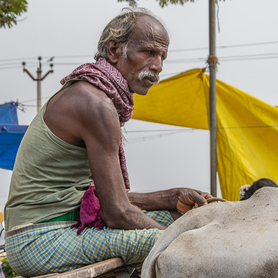 Ox Cart Driver