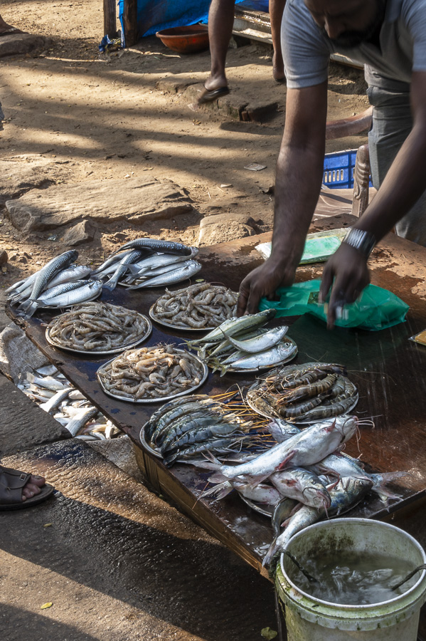 Fish Market - Kochi