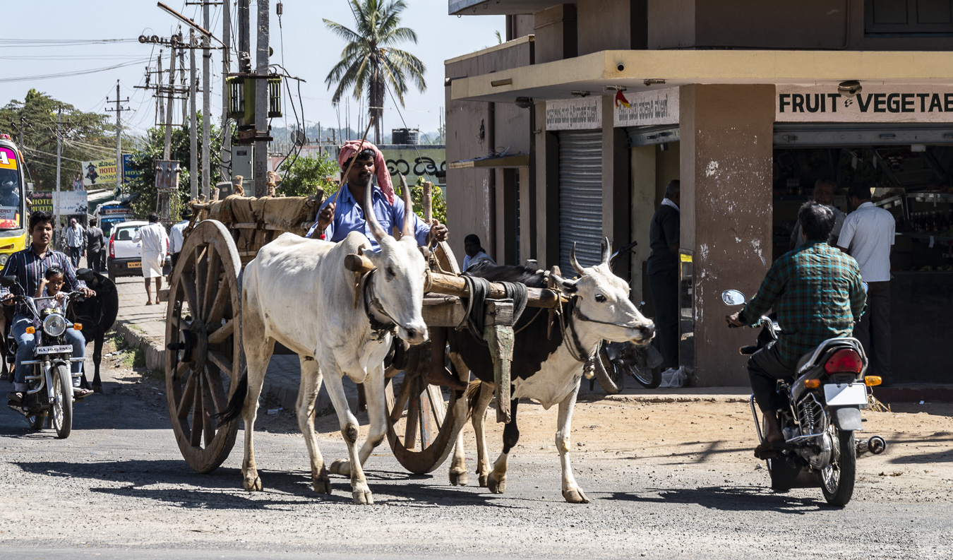 Bullock Cart - en Route to Mysore