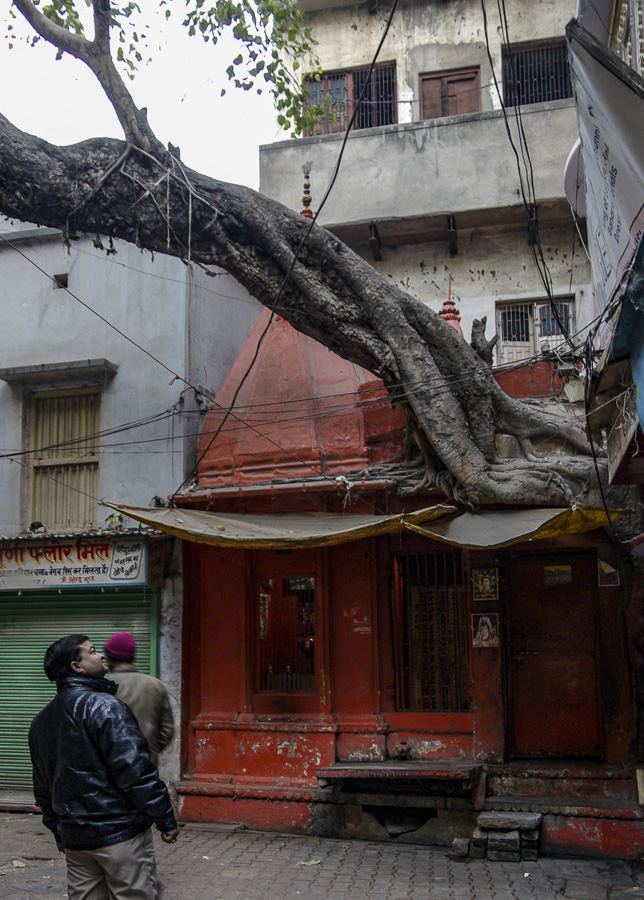 Ingrowing Tree - Varanasi
