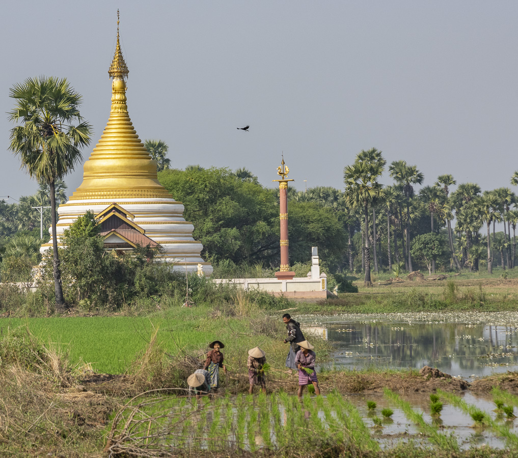 Pagoda & Rice Workers @ the Bagaya Kyaung Monastery