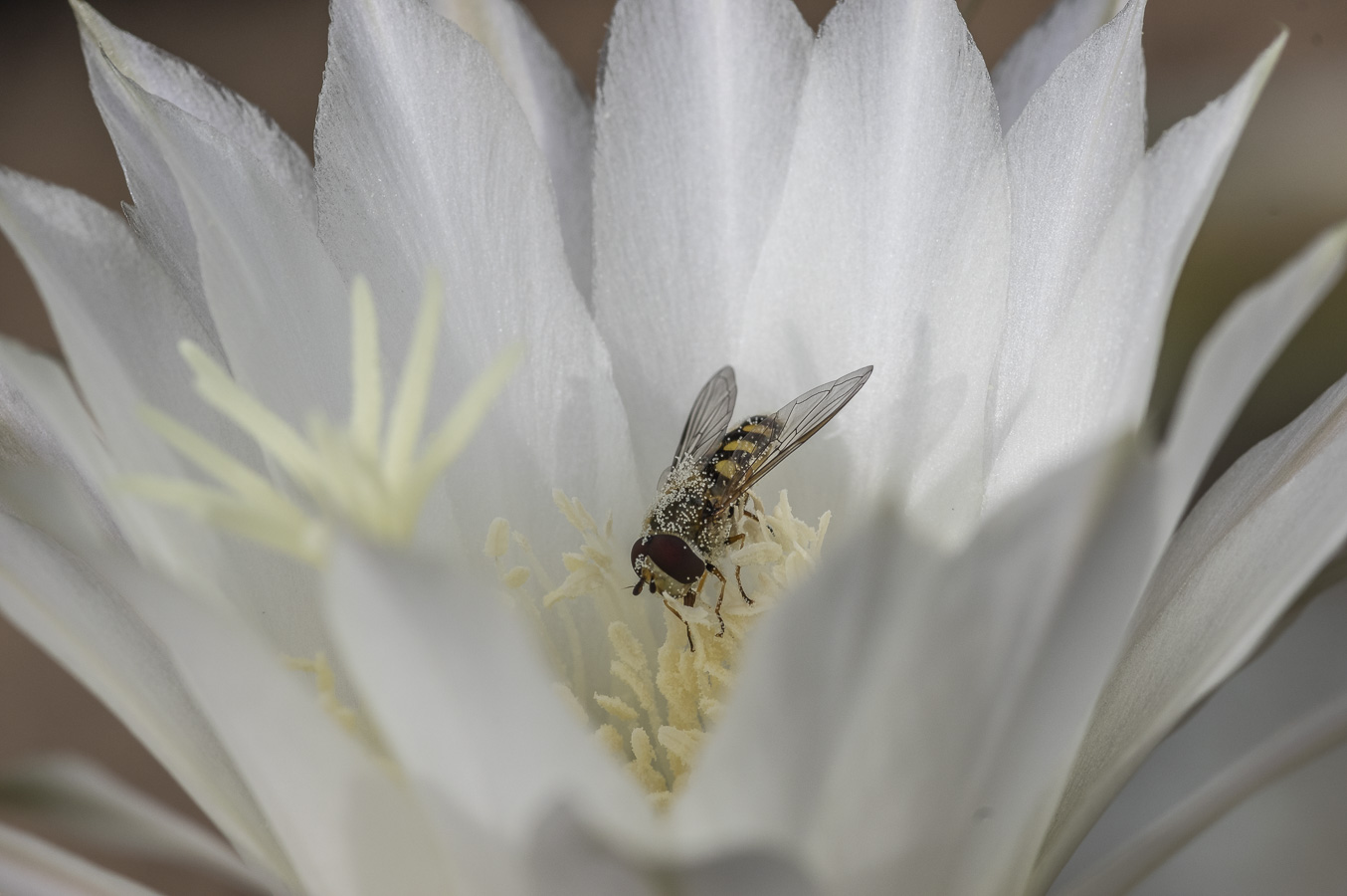 Pollenated Hoverflys