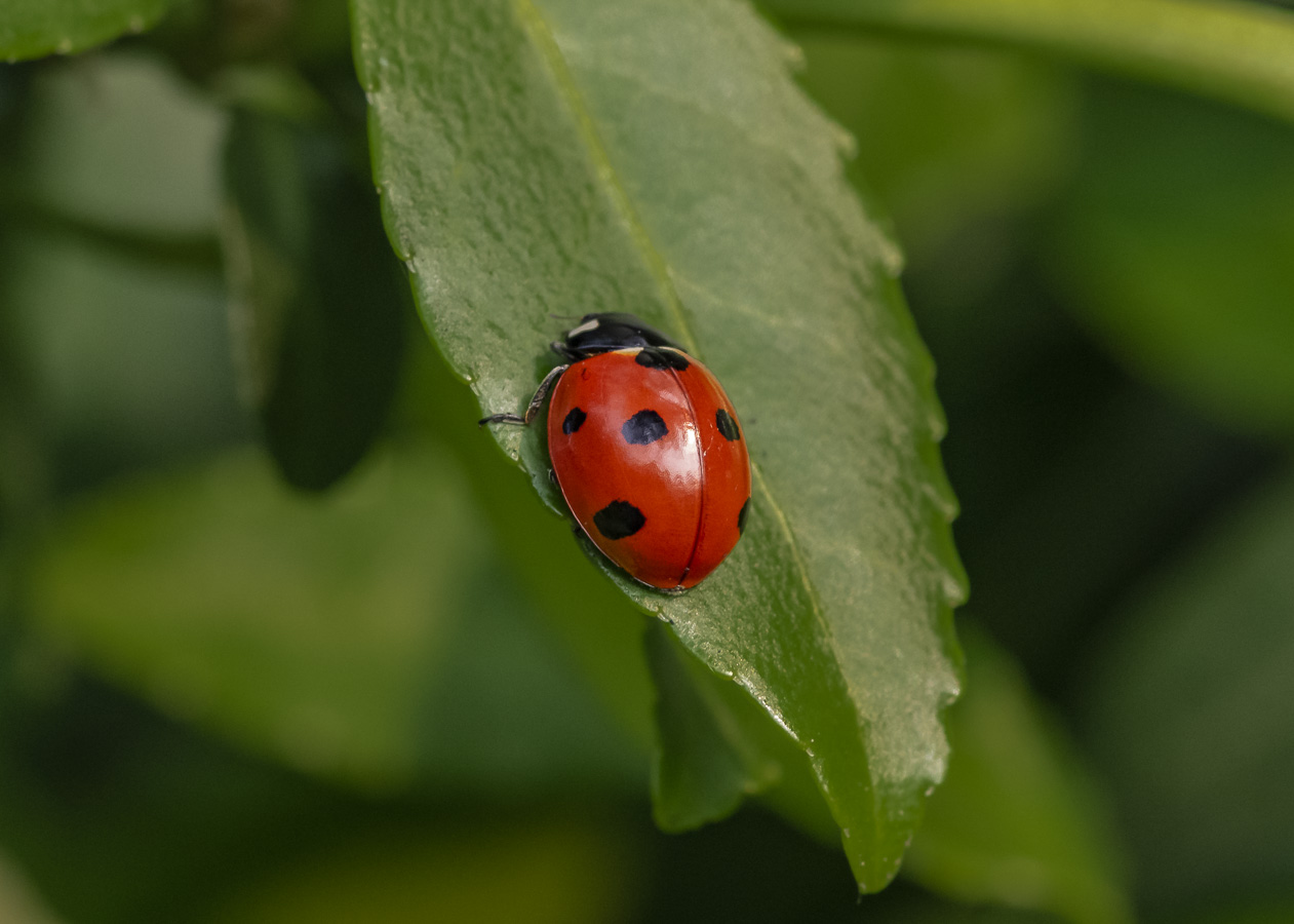 Ladybird