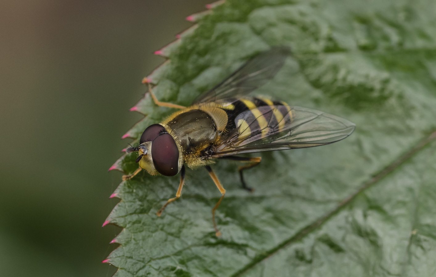 Hoverfly