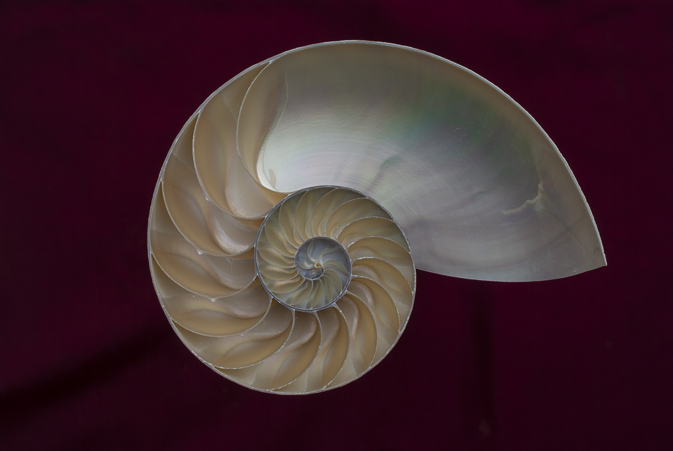 Sectioned Nautilus Shell