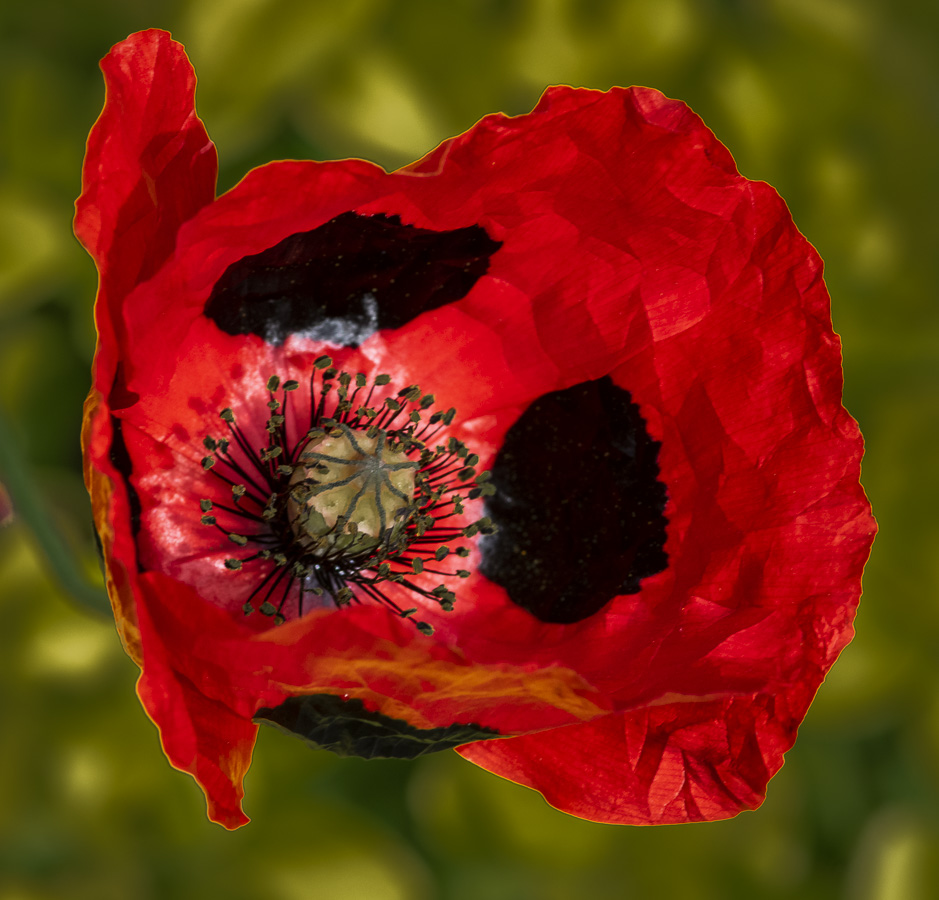 Poppy