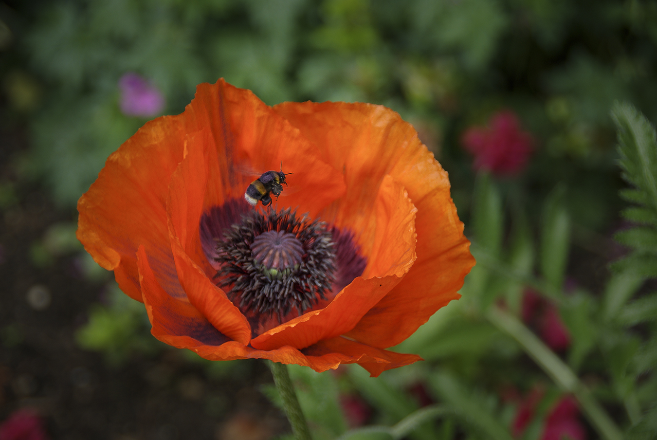 Bee on Poppy