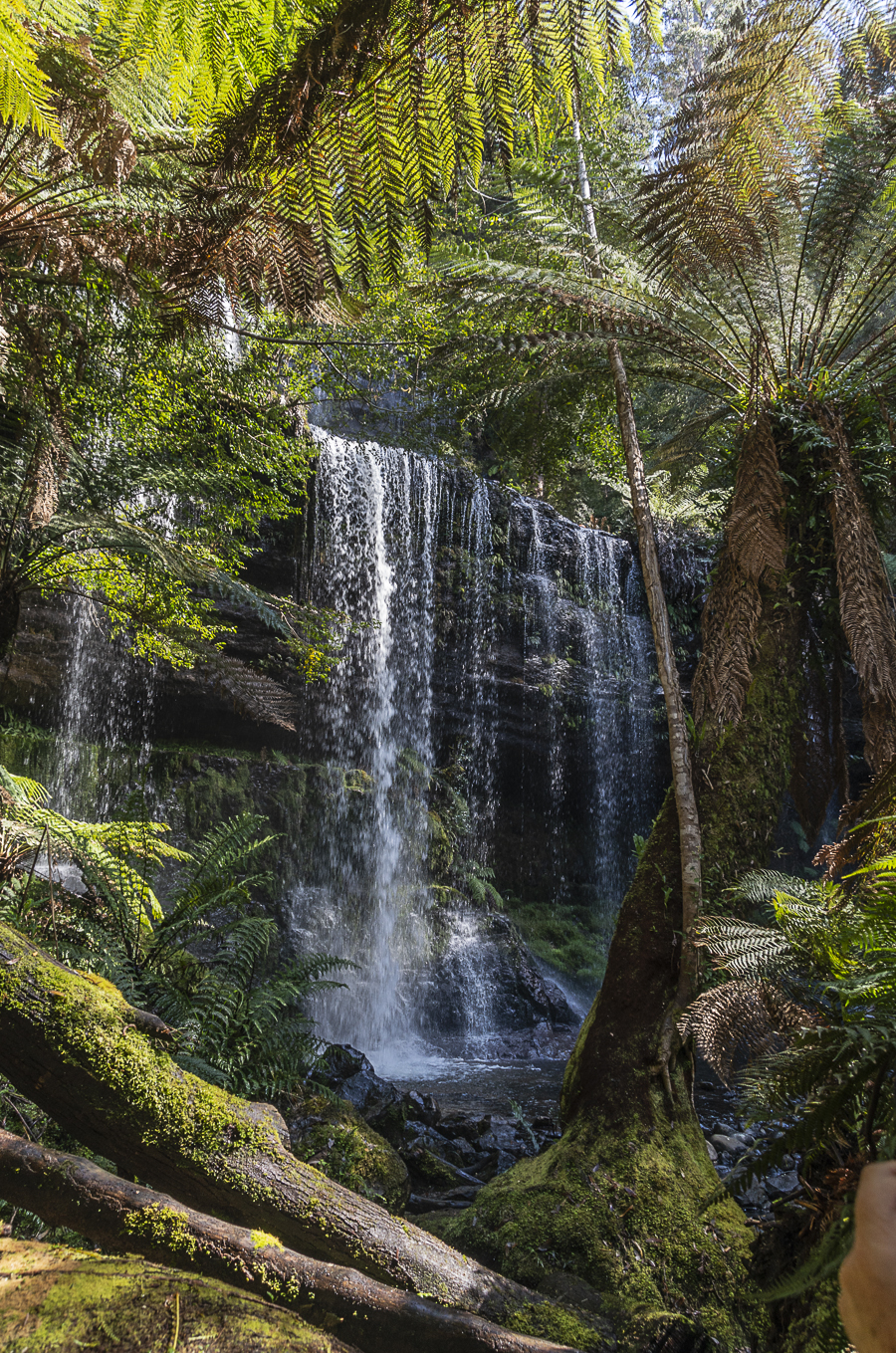 Waterfall & Tree Ferns