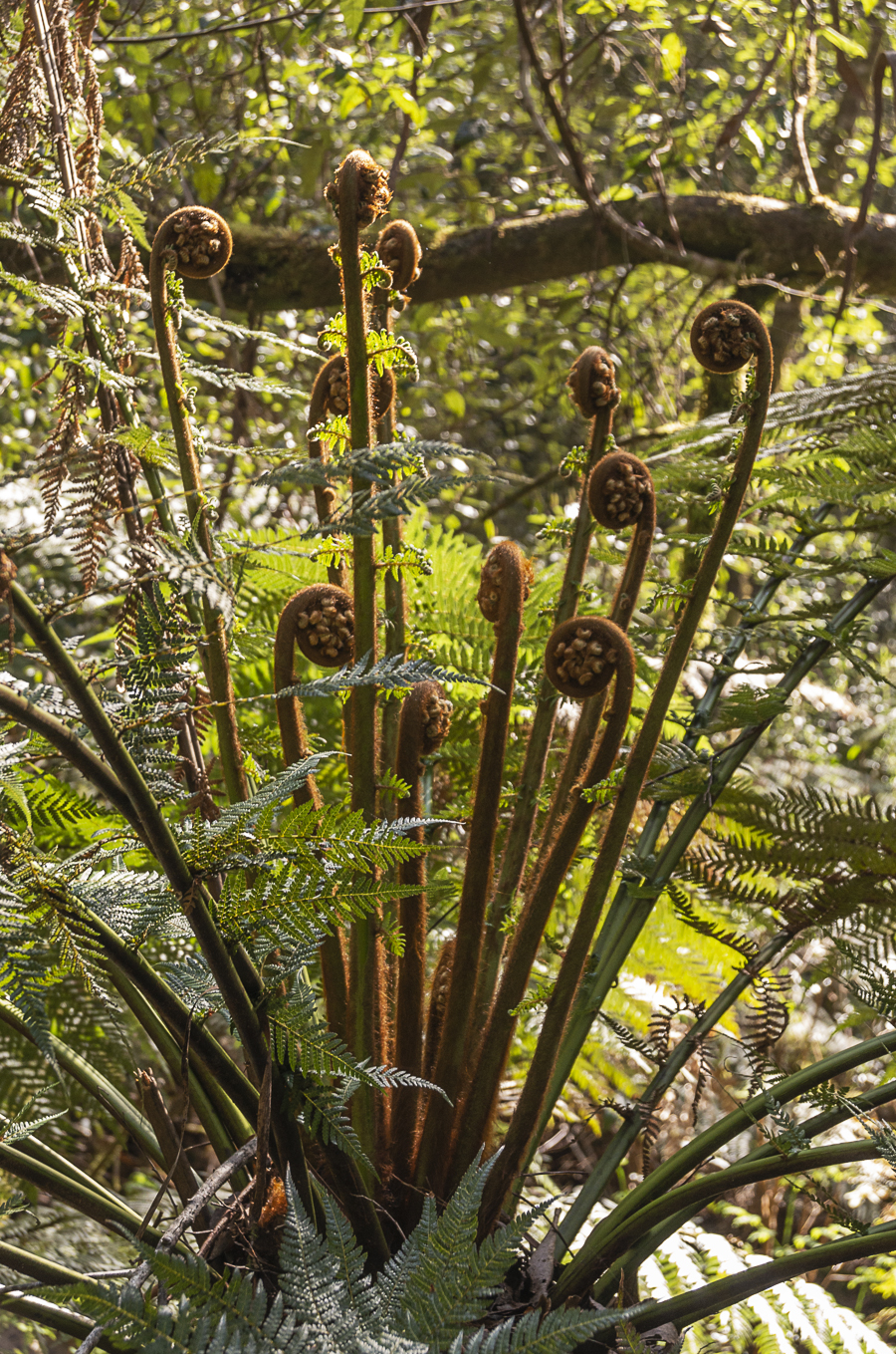 Tree Ferns