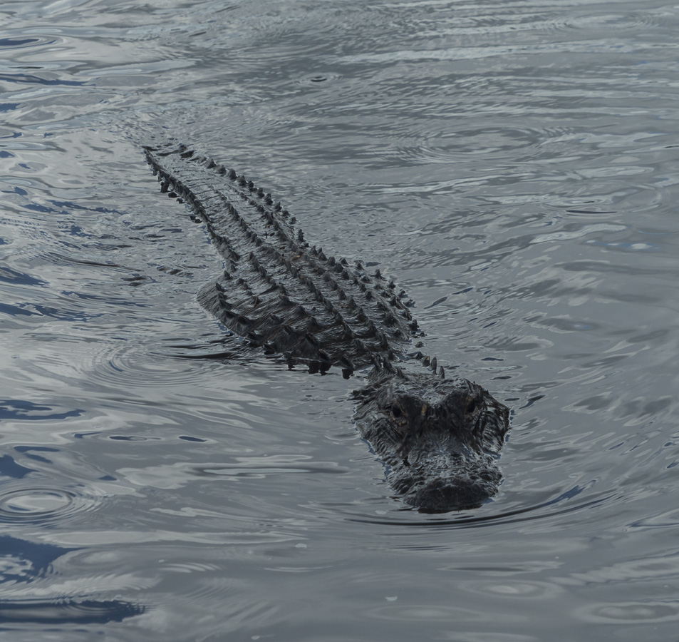 Everglades - Alligator